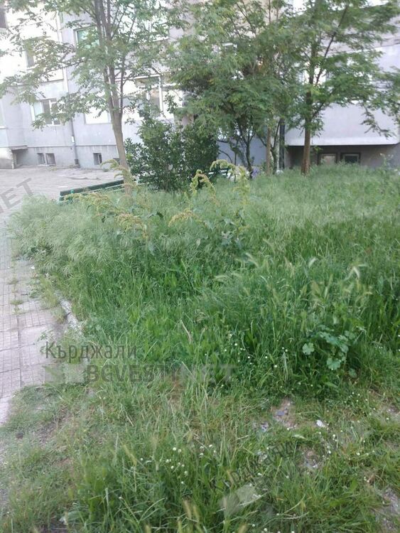 Треви избуяха след дъждовете в междублоковите пространства в Кърджали, от общинската фирма ОБЧ не смогват да косят