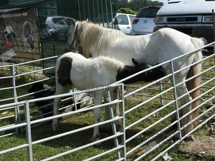 Двудневен фермфест в Момчилград,20 курбана и 100 чевермета събират хиляди от цялата страна/снимки/
