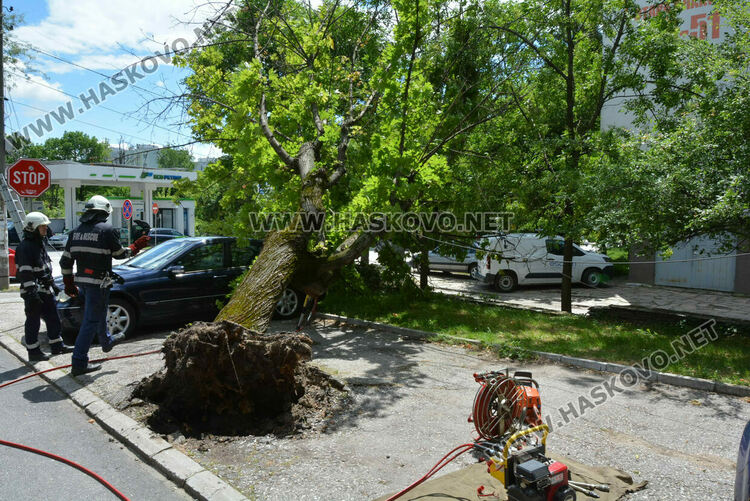 Вятърът събори дърво върху кола в Хасково