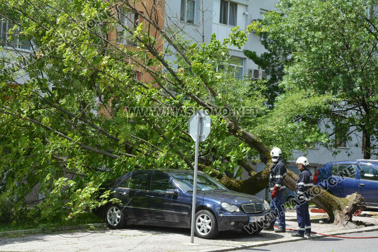 Вятърът събори дърво върху кола в Хасково