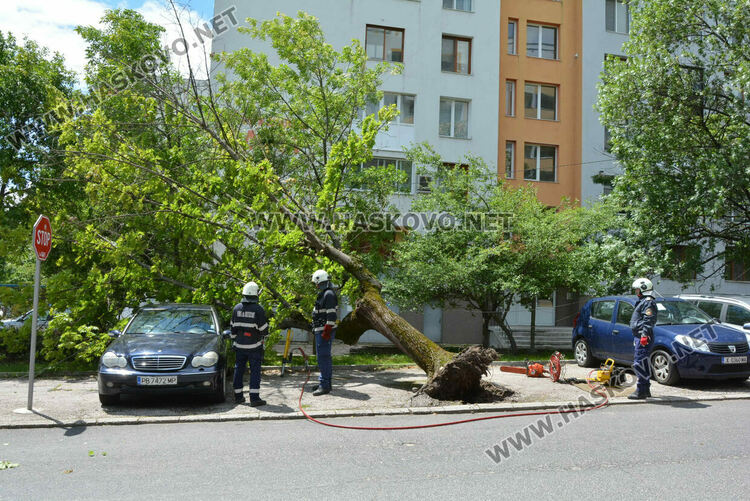 Вятърът събори дърво върху кола в Хасково