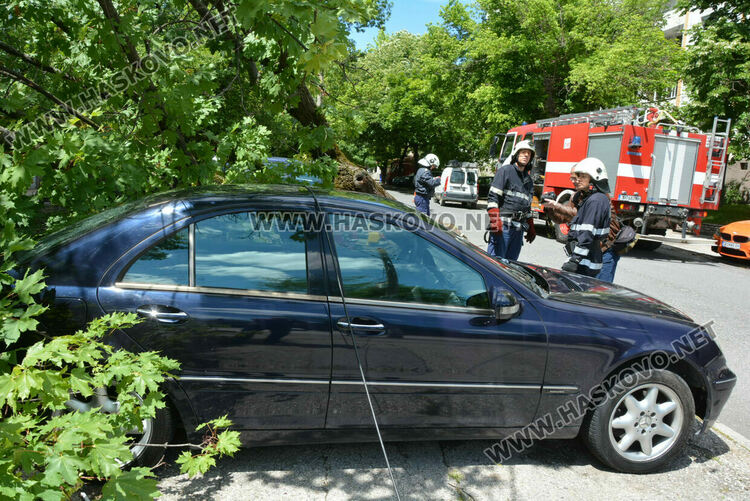 Вятърът събори дърво върху кола в Хасково