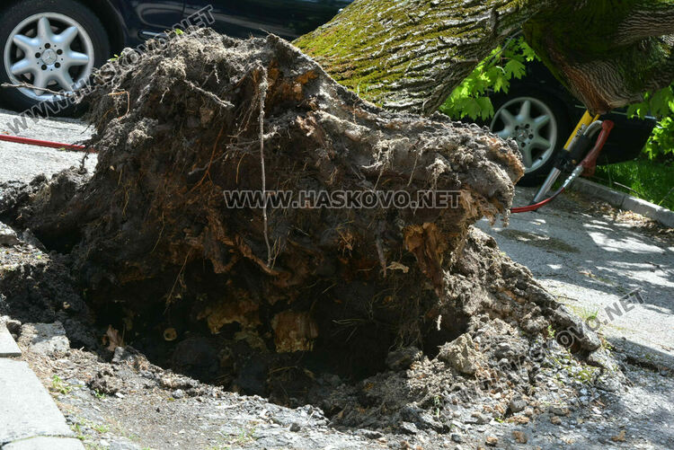 Вятърът събори дърво върху кола в Хасково