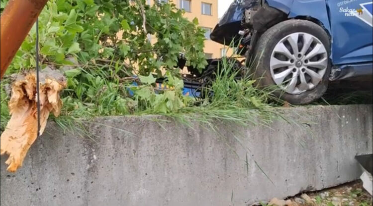 Кола на НАП събори дърво и връхлетя коли в автокъща