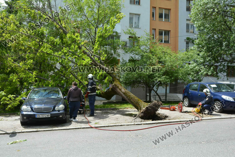 Вятърът събори дърво върху кола в Хасково