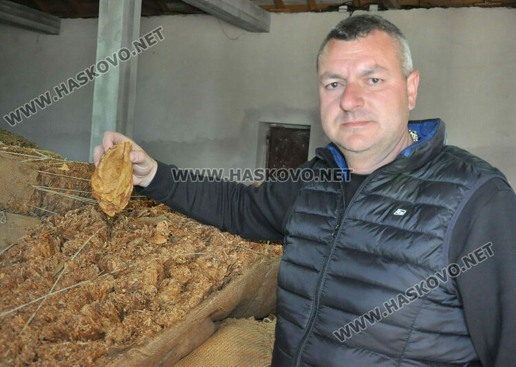 Румен Минчев е един от големите производители в Хасковско, стопанисва около 450 декара с тютюн Снимка Архив