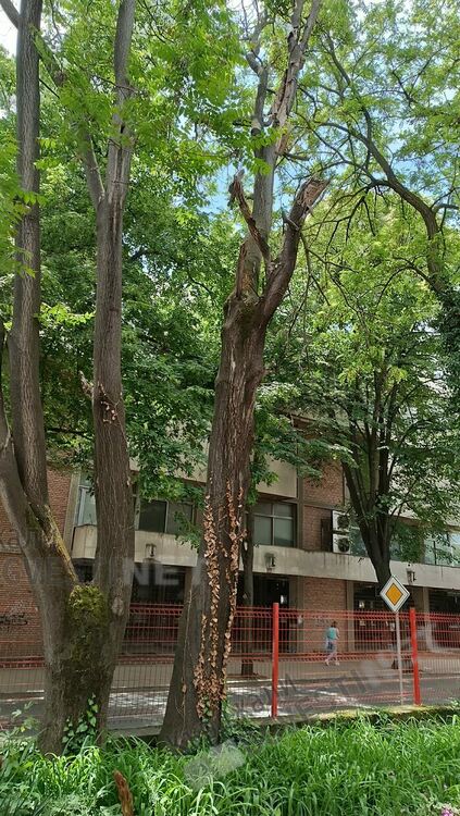 Община Кърджали със спешни мерки по кастрене и премахване на опасни дървета във ветровитите дни