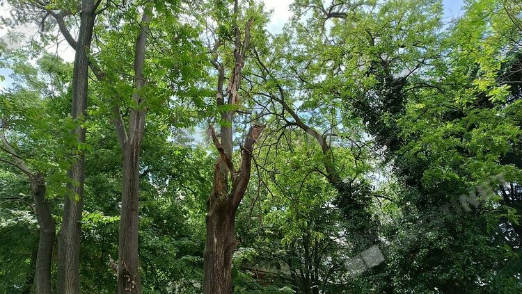 Община Кърджали със спешни мерки по кастрене и премахване на опасни дървета във ветровитите дни