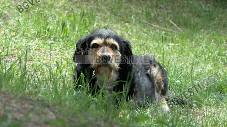 Липсата на средства възпрепятства изграждането на приют за безстопанствени кучета в Смолян