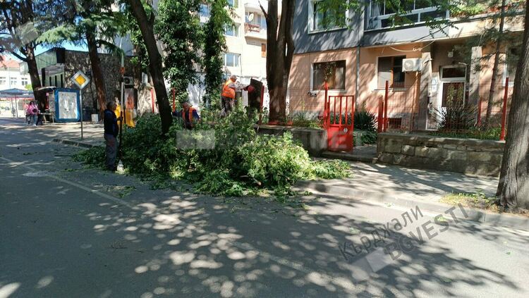 Подрязват дървета закриващи пътните знаци в Кърджали, отстраняват изсъхналите