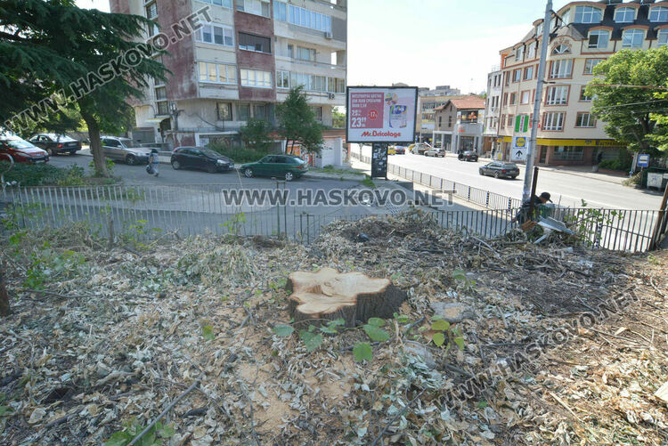 Отсякоха дървета пред ДНА в Хасково заради рушаща се стена, дават под наем помещение и ресторант