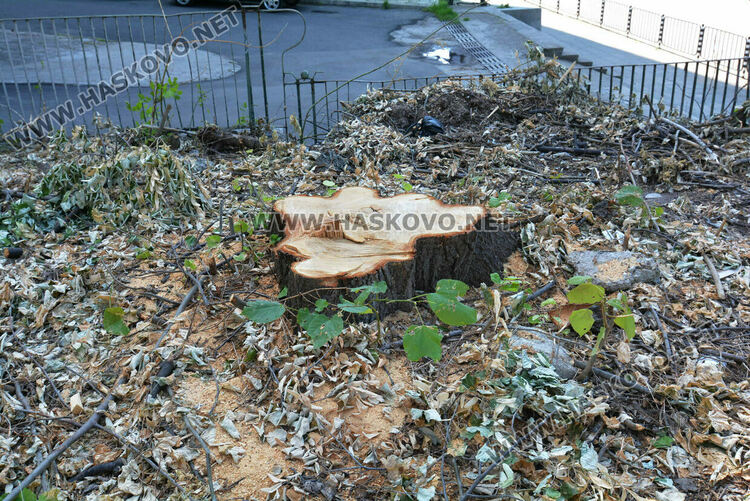 Отсякоха дървета пред ДНА в Хасково заради рушаща се стена, дават под наем помещение и ресторант