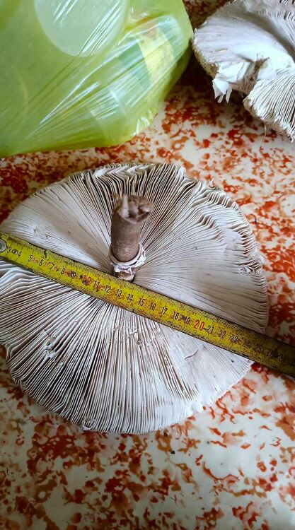 Огромна сърнела с диаметър над 25 см откри гъбар от Търносливка