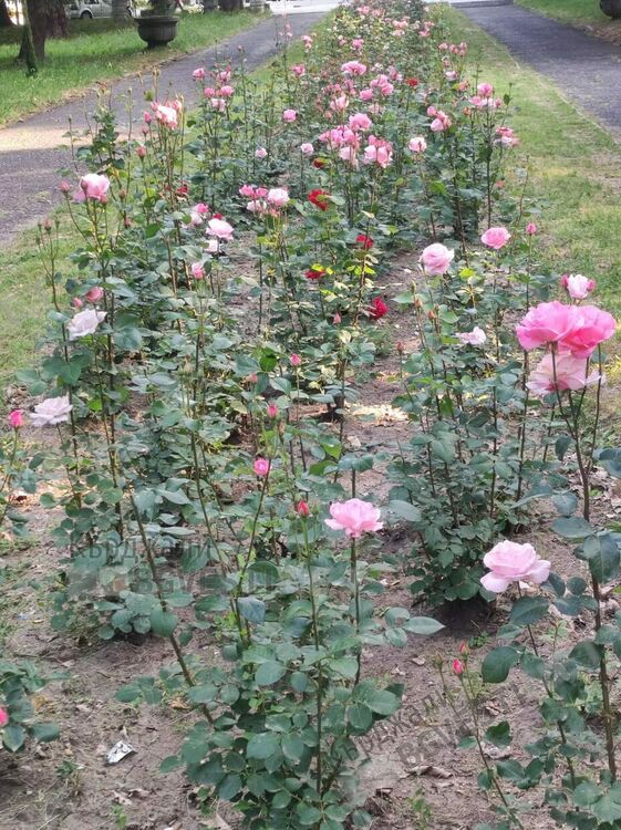 Слънчево и тихо днес в Кърджали,жега