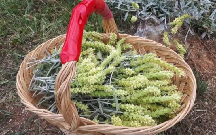 Странджанският билков чай се произвежда от листа и цветове на растение от рода Sideritis (семейство Lamiaceae).