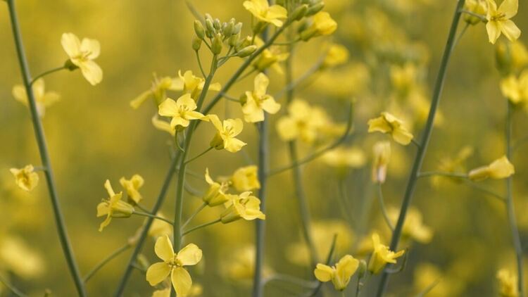 Глоба от 25 000 лева, ако откъснете застрашено цвете в Кушадасъ