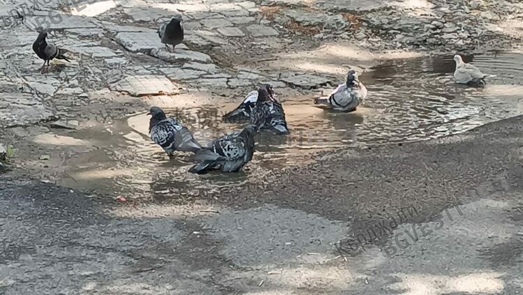 Жегите в Кърджали започнаха,не само хора ,но и птици търсят прохлада