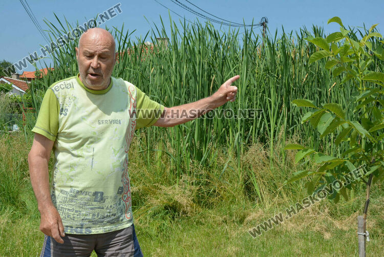 Жители на кв. „Република“ се жалват от блато с папур 