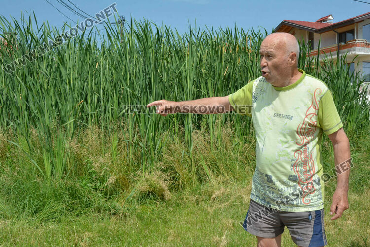 Жители на кв. „Република“ се жалват от блато с папур 