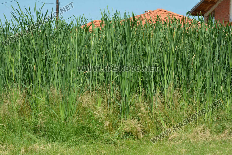 Жители на кв. „Република“ се жалват от блато с папур 