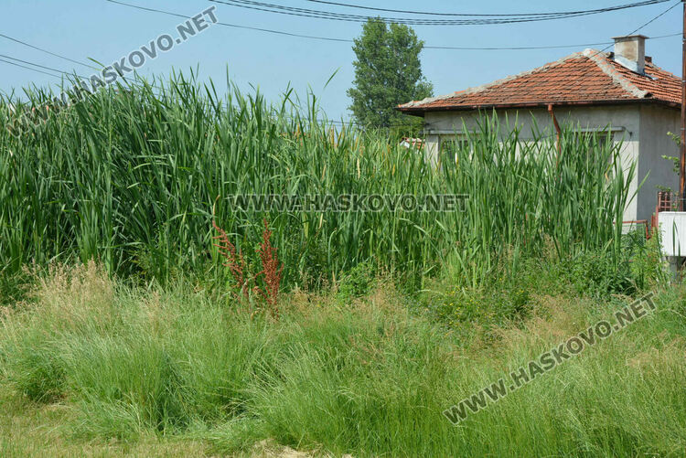 Жители на кв. „Република“ се жалват от блато с папур 