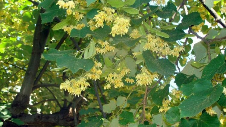 Брането на липов цвят за стопанска дейност отново е забранено в община Любимец