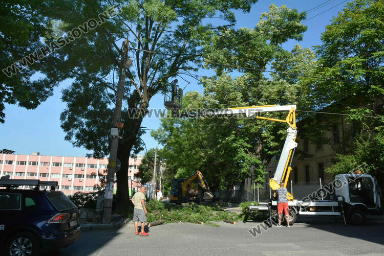 Хасковлия: Премахват още едно дърво край строежа в бившия тютюнев склад