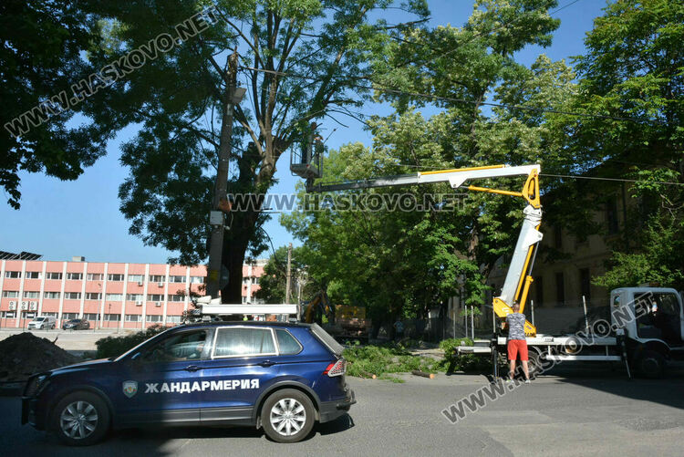 Хасковлия: Премахват още едно дърво край строежа в бившия тютюнев склад