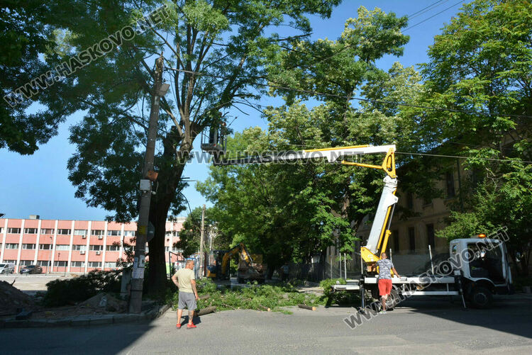Хасковлия: Премахват още едно дърво край строежа в бившия тютюнев склад