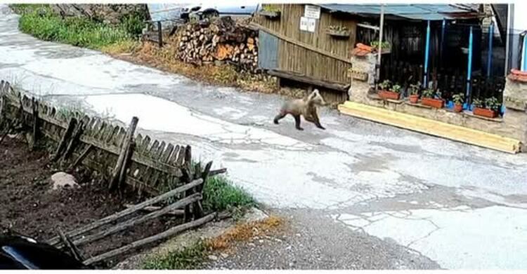 Малко мече обикаля по улиците на село Мугла