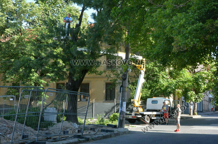 Хасковлия: Премахват още едно дърво край строежа в бившия тютюнев склад