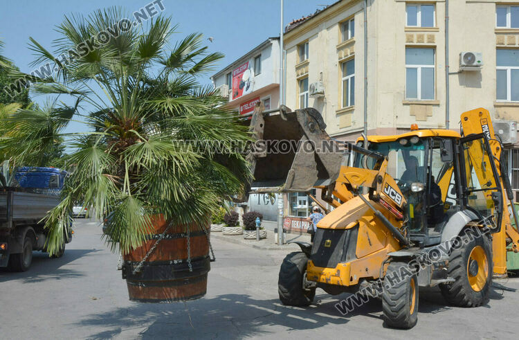 Все по-лятна става атмосферата в Хасково, сложиха и тропическите палми