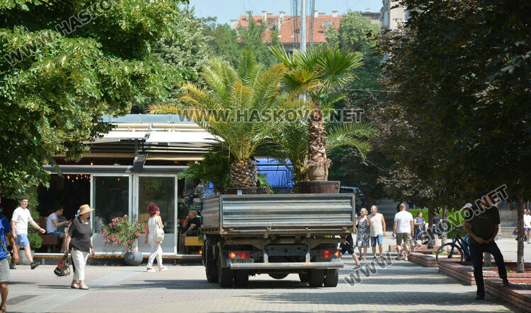 Все по-лятна става атмосферата в Хасково, сложиха и тропическите палми