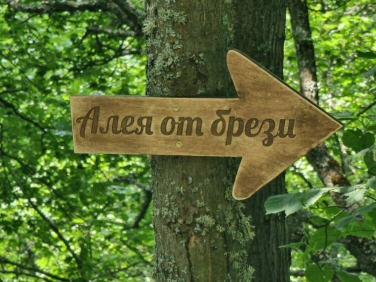 Ученици от Брезник подеха инициатива за възстановяването на алеята с брезите в лесопарк „Бърдото“ в града