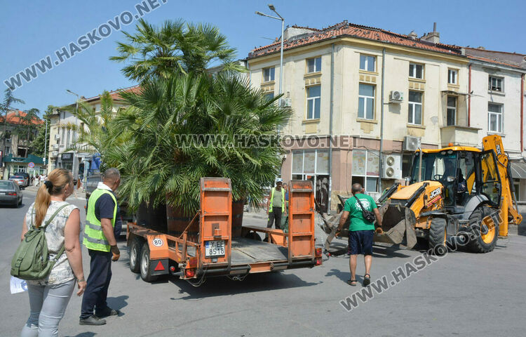 Все по-лятна става атмосферата в Хасково, сложиха и тропическите палми