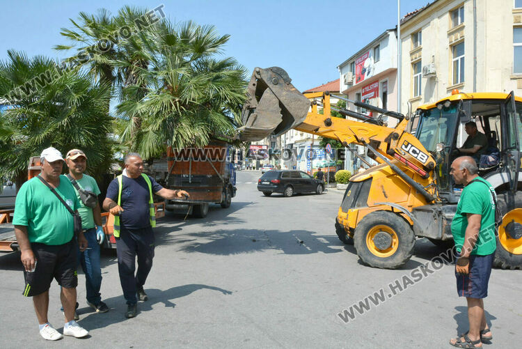 Все по-лятна става атмосферата в Хасково, сложиха и тропическите палми