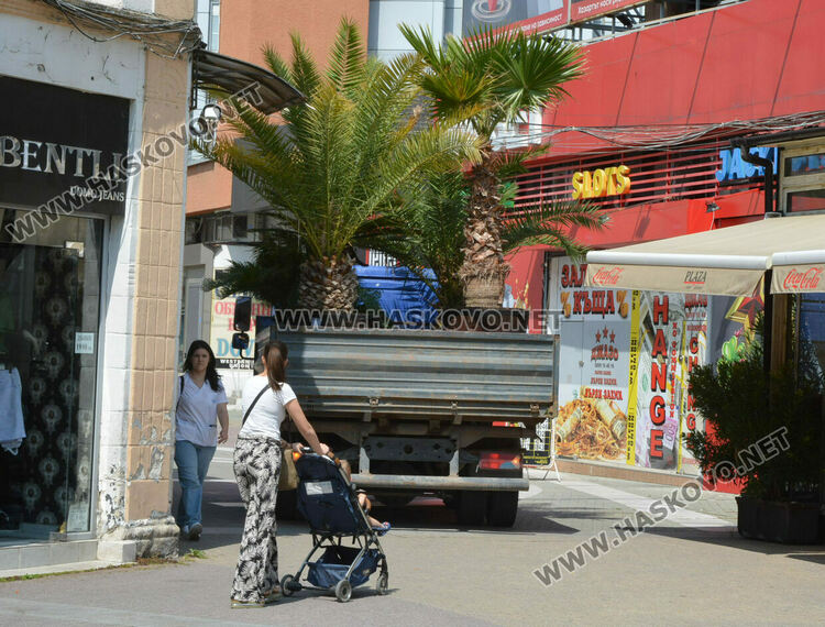 Все по-лятна става атмосферата в Хасково, сложиха и тропическите палми
