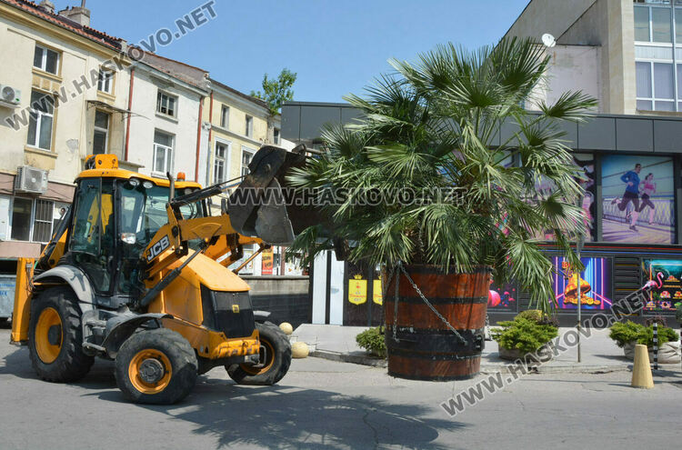 Все по-лятна става атмосферата в Хасково, сложиха и тропическите палми