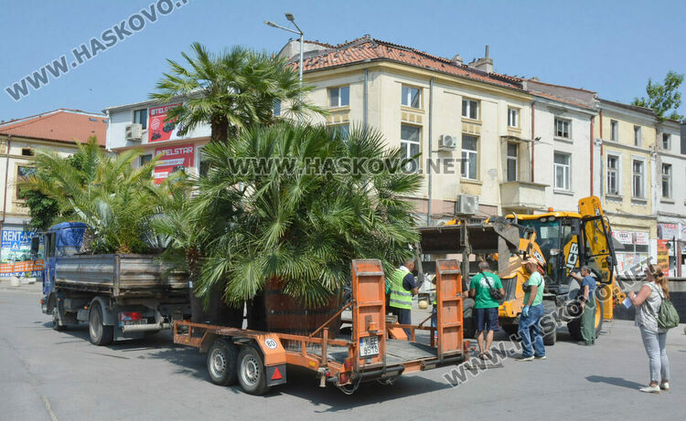 Все по-лятна става атмосферата в Хасково, сложиха и тропическите палми