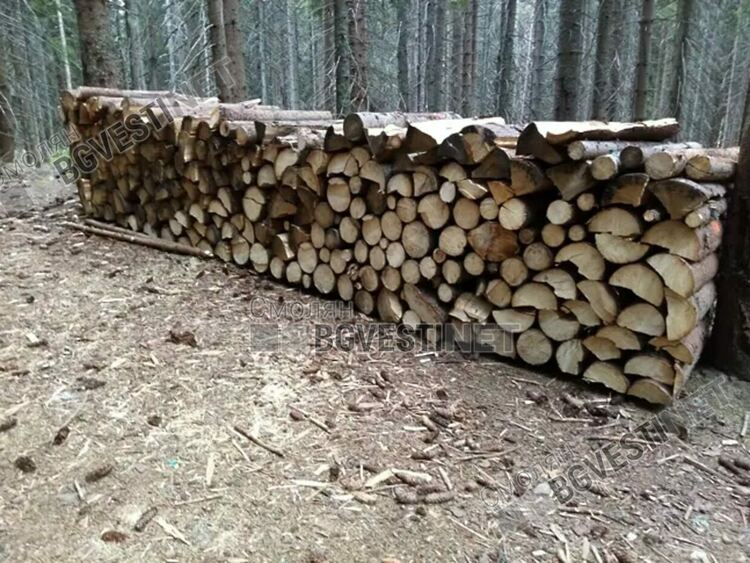 Заловиха бракониери с фалшиви маркировки в горите край Чепеларе