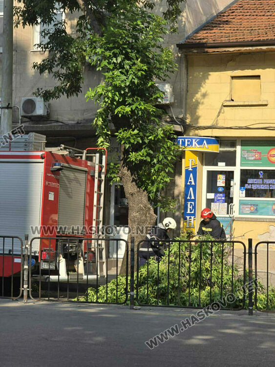 Отстраниха опасно надвиснал клон в центъра на Хасково