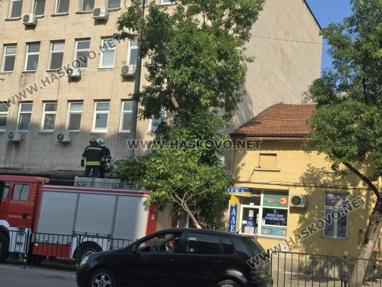 Отстраниха опасно надвиснал клон в центъра на Хасково