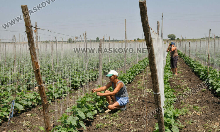 Земеделците ще вписват само имена и ЕГН в еднодневните трудови договори 