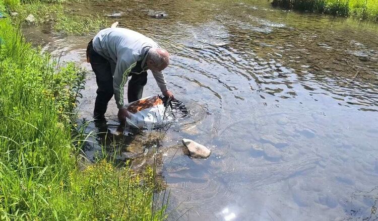 32 000 балкански пъстърви пуснати в река Триградска и притоците ѝ