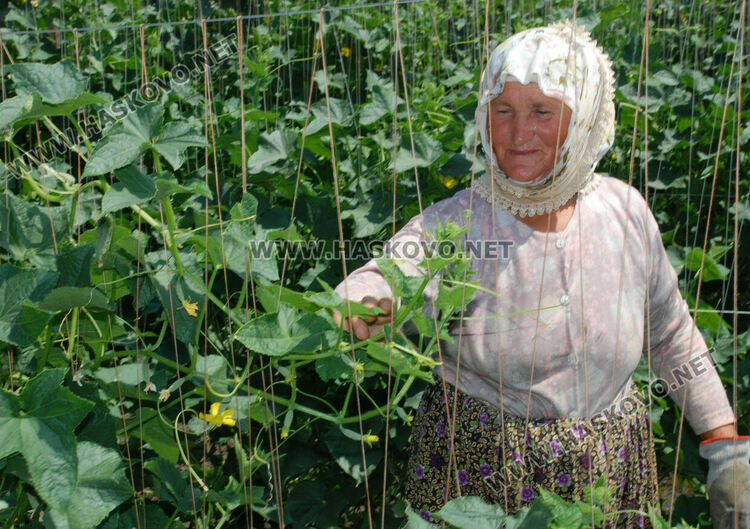 Земеделците ще вписват само имена и ЕГН в еднодневните трудови договори 