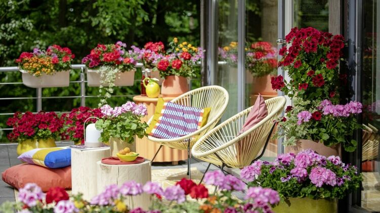 Цветна медитация: Грижата за мушкатото като ритуал за душата