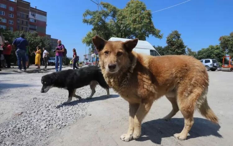 2 500 000 души боледуват годишно от лайшманиоза