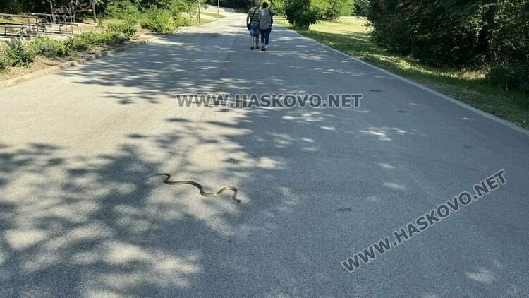 Змия стресира хасковлии в „Кенана“