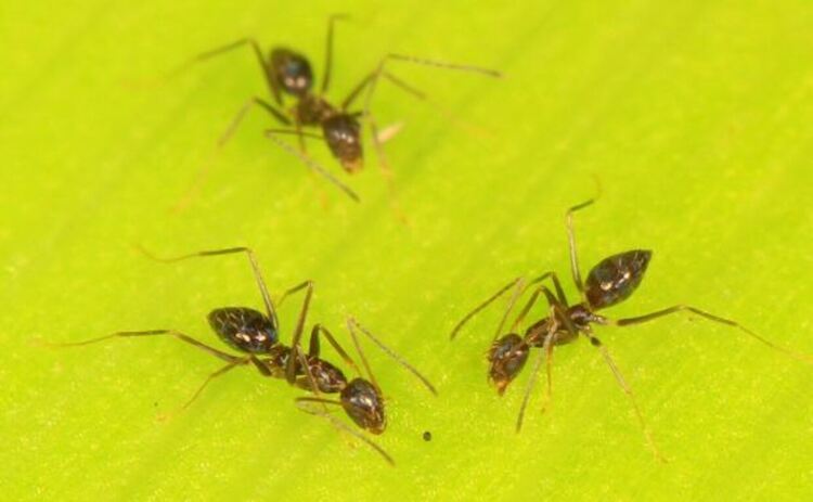3 дългороги мравки Paratrechina longicornis. Хората мислят предварително, като си представят бъдещите събития; мравките не правят това. Но чрез взаимодействие чрез химични сигнали и споделени действия, колониите от мравки могат да се държат по изненадващо интелигентен начин – постигайки задачи, които изглеждат планирани, въпреки че никоя отделна мравка не извършва планирането