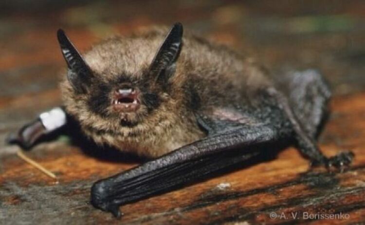 Прилепът нощник на Брант (Myotis brandtii) държи рекорда, като някои индивиди живеят повече от 40 години.